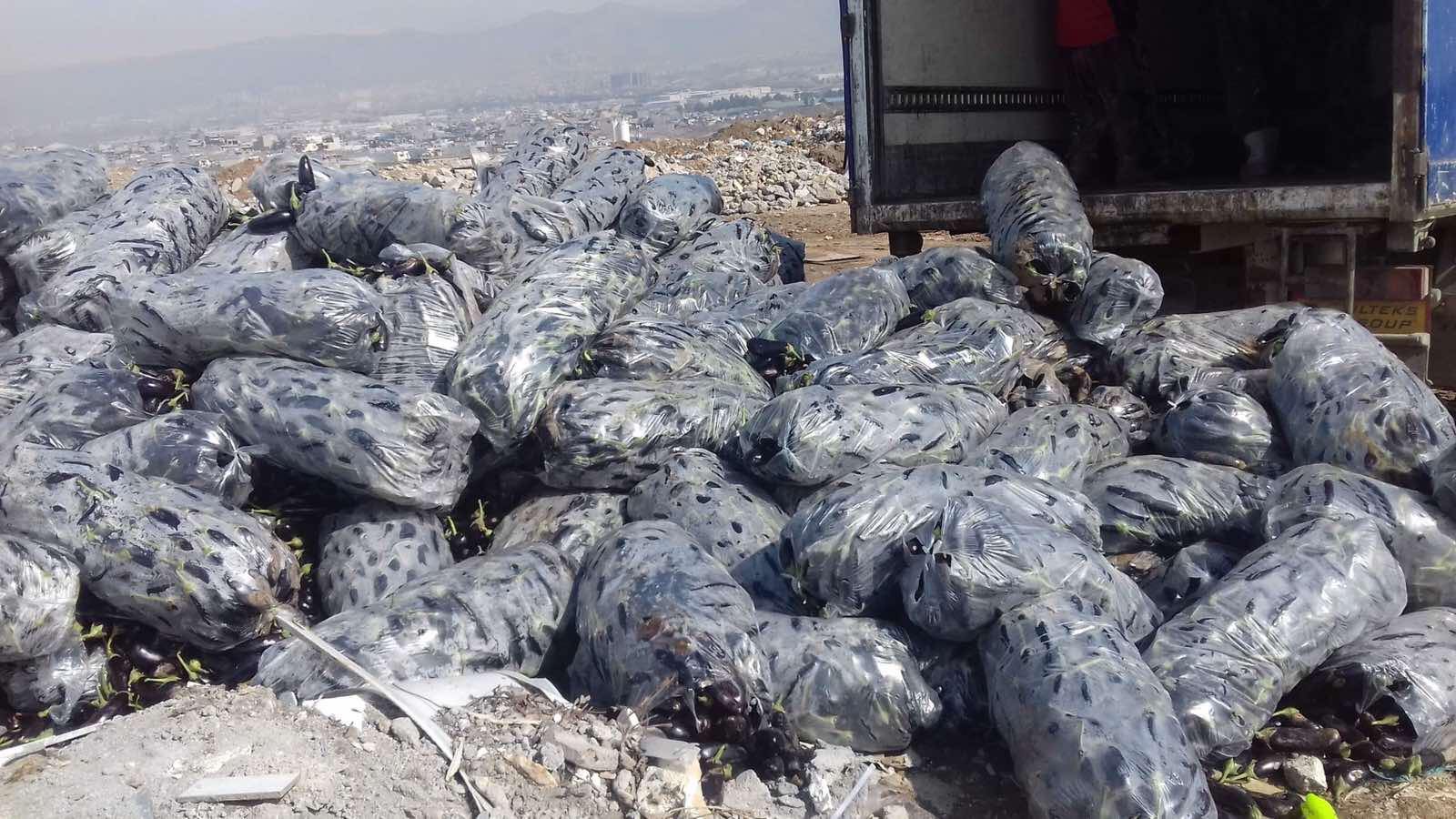 سلێمانی.. چوارده‌ تۆن باینجانی خراپبوو له‌ناوده‌برێت