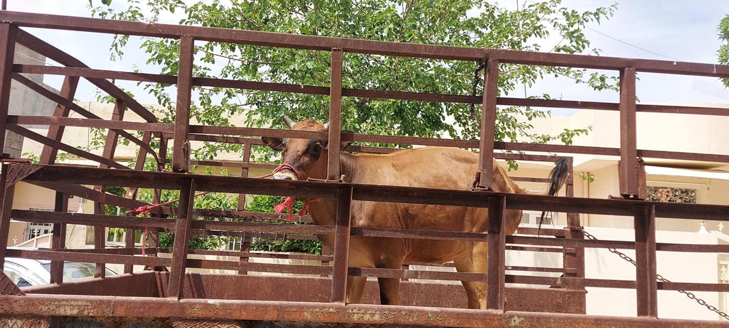 لە هەڵەبجە چەند مانگایەک دەستگیرکران