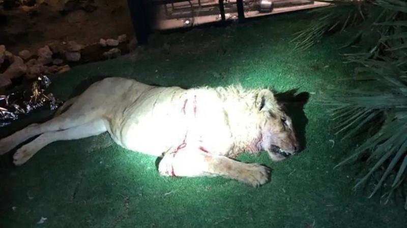 لە سعودیە شێرێک خاوەنەکەی دەکوژێت