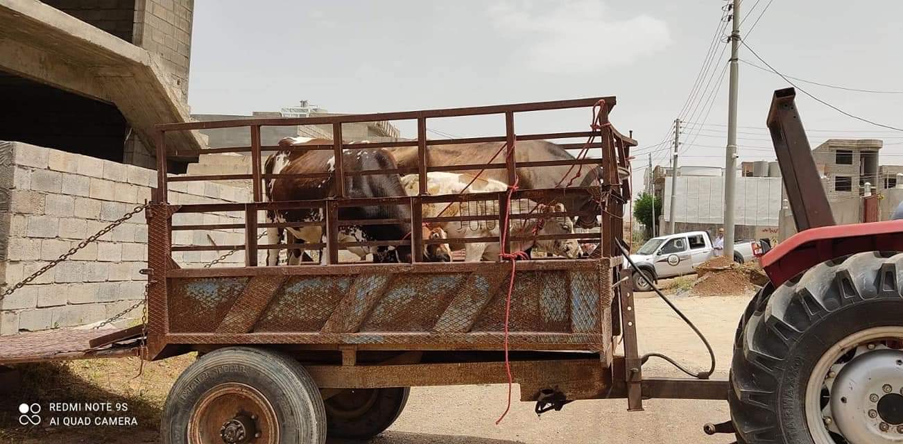 شارەوانی هەڵەبجە لە گەڕەکەکاندا دەستبەسەر ئاژەڵدا دەگرێت