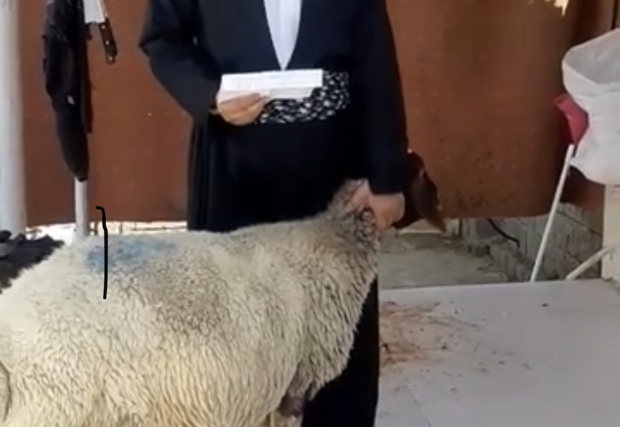 لە کوردستان مەڕيک بۆ سەرکەوتنی تاڵیبان دەکرێتە خێر