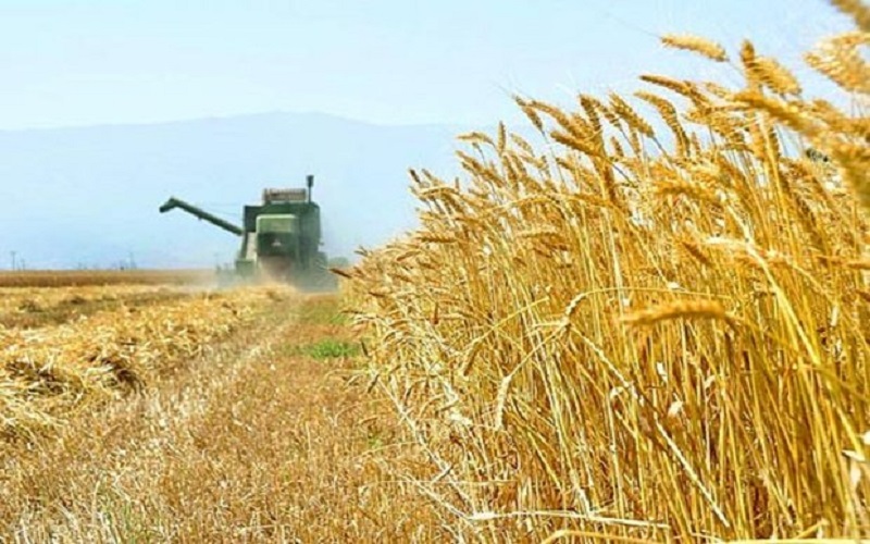 شاندێکی هەرێمی کوردستان بۆ پرسی گەنم دەچێتە بەغدا