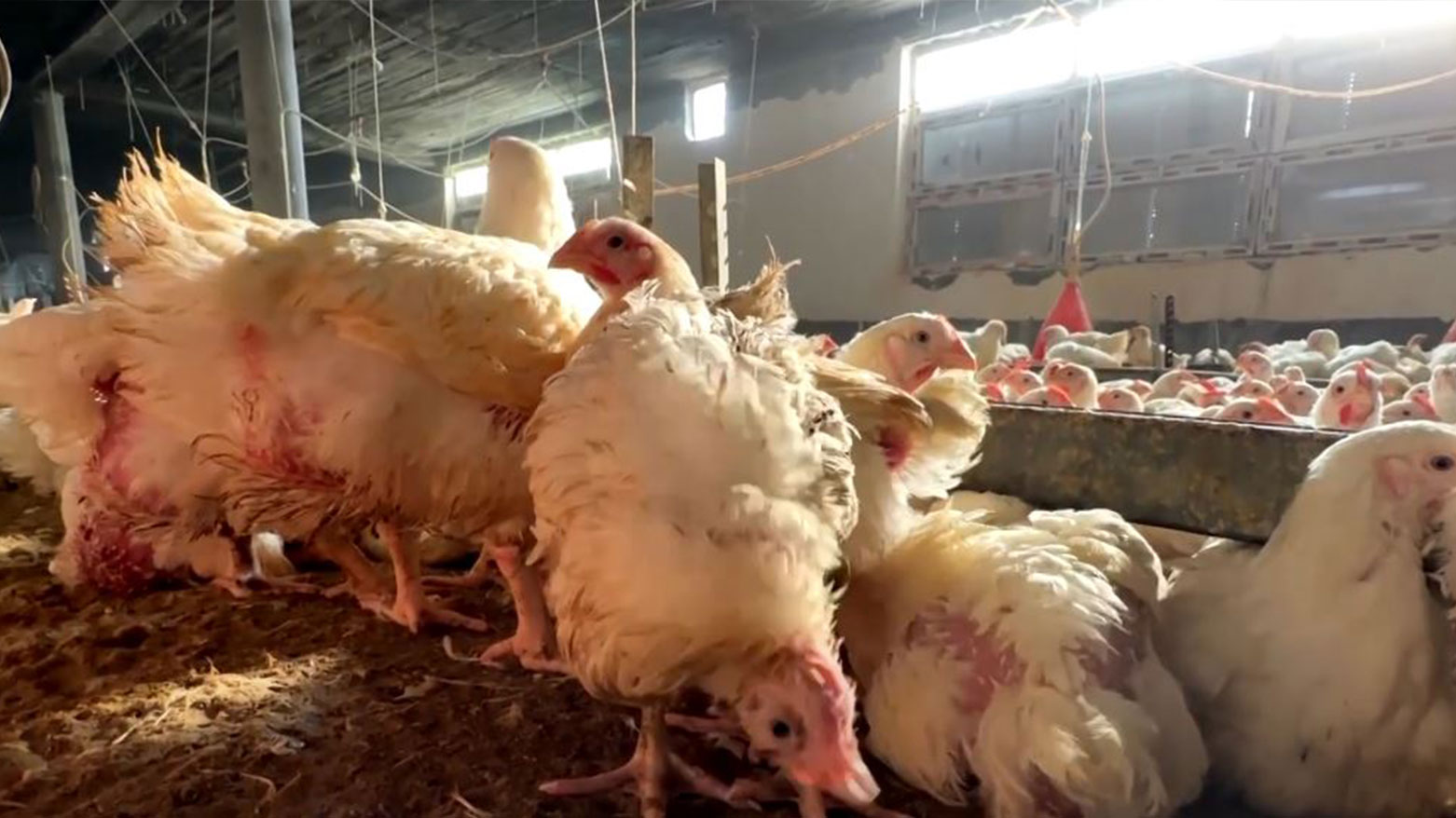 سبەی هەناردەکردنی مریشک و هێلکە بۆ ناوەڕاست و خوارووی عێراق دەستپێدەکاتەوە
